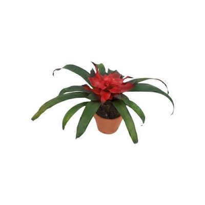 4" Bromeliad In Clay Pot