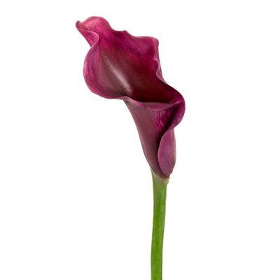 6" Calla Lilly