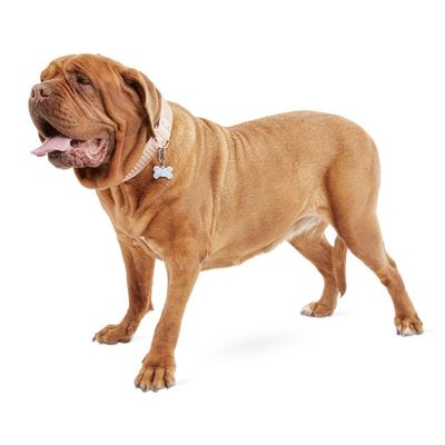 Bond & Company Extra Extra Large & Extra Extra Extra Big Clear Leather Dog Collar Pack