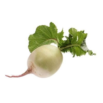 White Radish