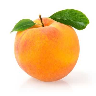 Apricot