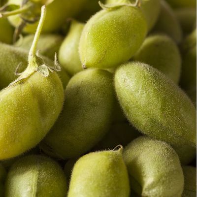 Organic Fresh Garbanzo Beans