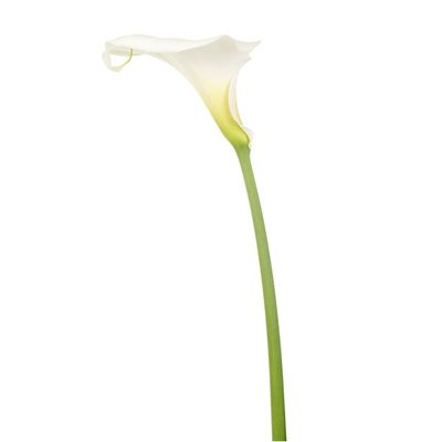 Assorted Mini Calla Lilies