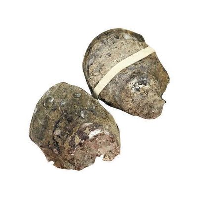 Fresh In The Shell Oysters