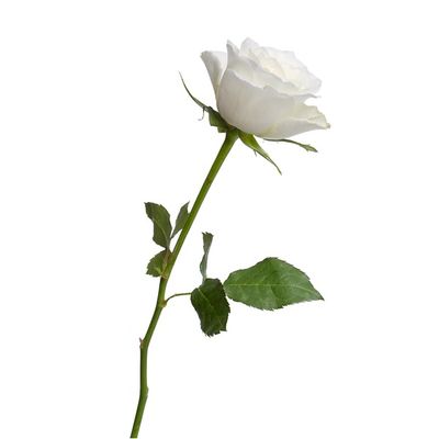 Bloom Haus White Roses