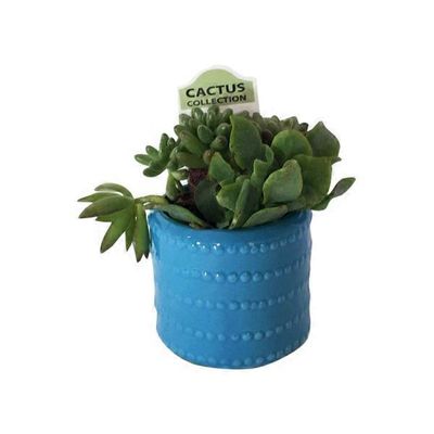 Floral Rg Outdoor Garden Plant