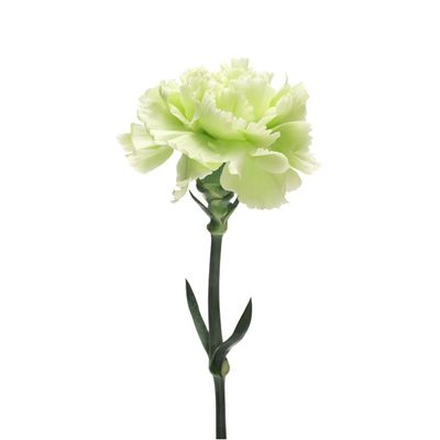 Green Carnations Bunch