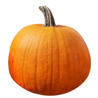 Organic Sugar Pie Pumpkin