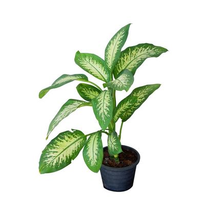 Plants