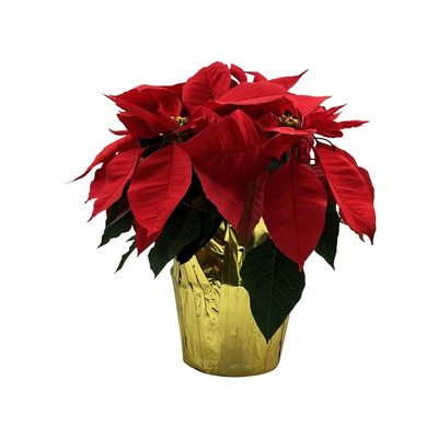 6" Poinsettia Plant