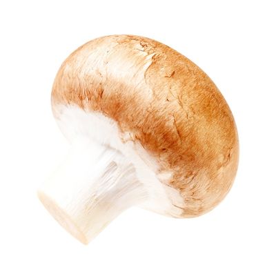 Mushroom
