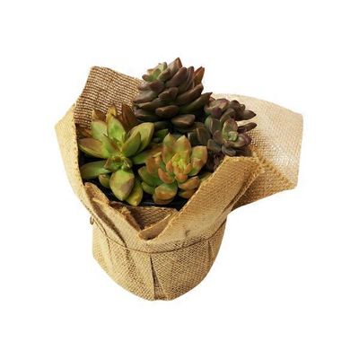 Charlie's Produce Assorted Combo Eco Chic Succulent With Pot Cover