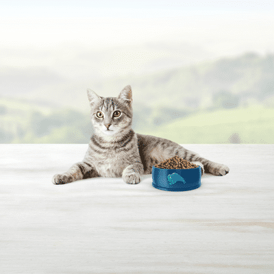 Blue Buffalo Indoor Health Natural Adult Dry Cat Food, Salmon & Brown Rice