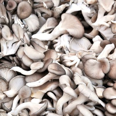 Oyster Mushroom