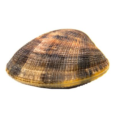 Fresh Manilla Clams