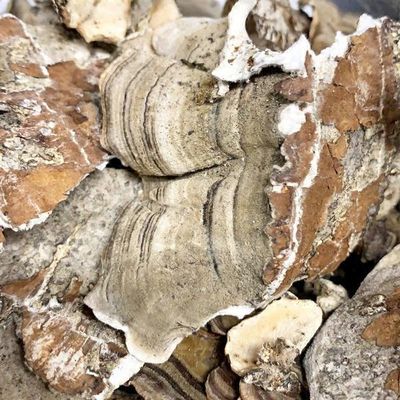 Dried Turkey Tail Mushroom