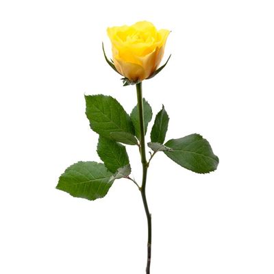 Yellow Roses