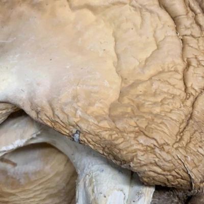 Dried Oyster Mushrooms