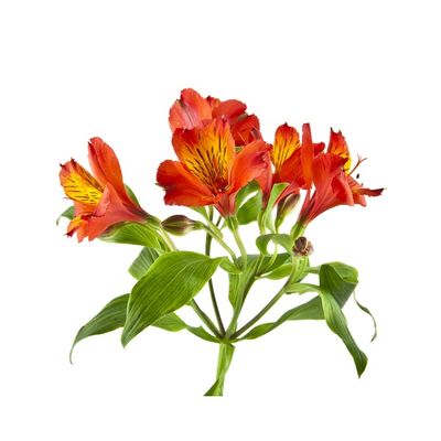 Alstroemerias