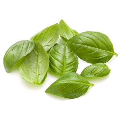 Basil