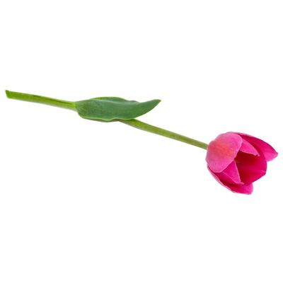 CB Greenhouse Tulip