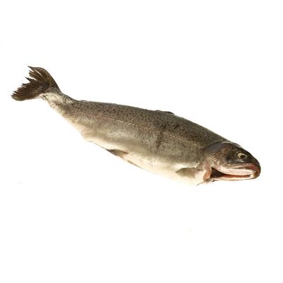 Fresh Whole Rainbow Trout