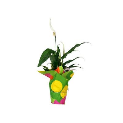 4" Spathiphylium