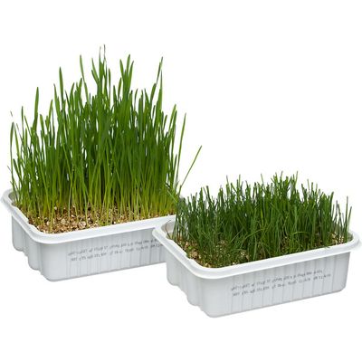 Cat About Cat Grass Plus, Multi-Cat Size!