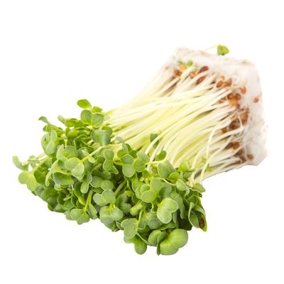 Daikon Radish Sprouts