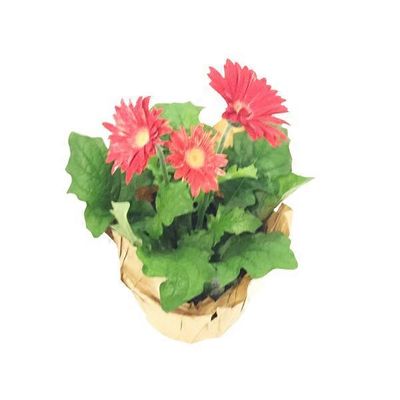 Bayview Flowers 6" Gerbera