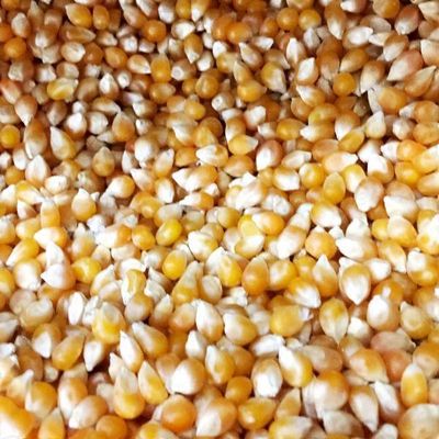Popcorn