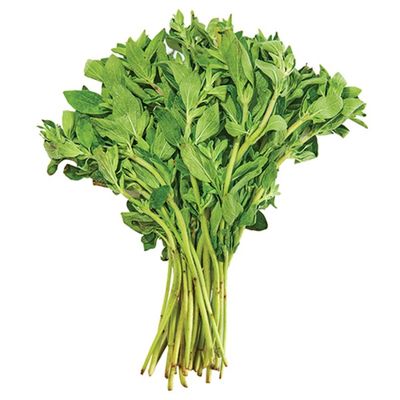 Fresh Oregano