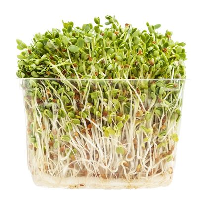 Organic Clover Sprouts