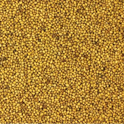 Sigona's Yellow Mustard Seeds