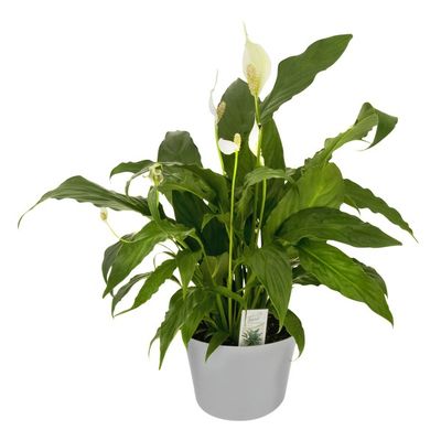 Peace Lily 6 Inch Pot