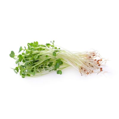 Alfalfa Sprouts