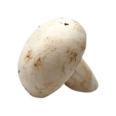 White Mushroom