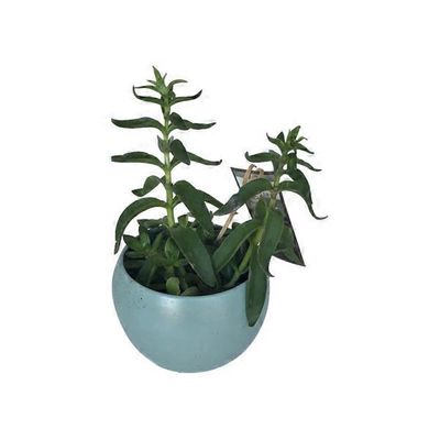 5" Succulent Orb