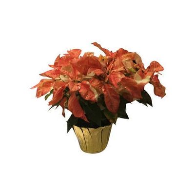 Autumn Bty Poinsettia