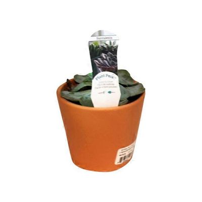 4" Succulents in Clay Pot
