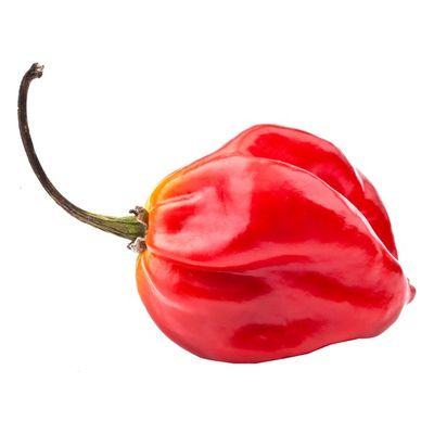 Scotch Bonnet Pepper