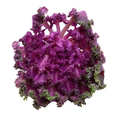 Coastal Valley Farms Organic Redbor Kale