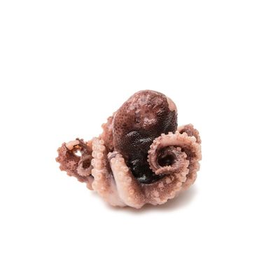 Wang Cn Small Octopus