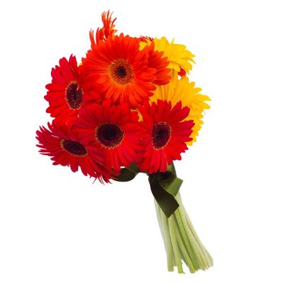 Cut Gerbera