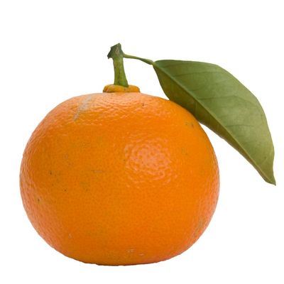 Organic Bitter Orange