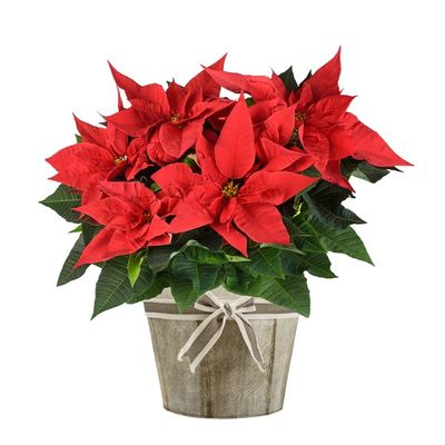 6" Red Poinsettias