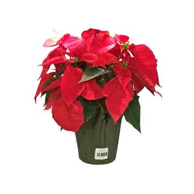 Mariano's 6.5" Blooming Red Poinsettia