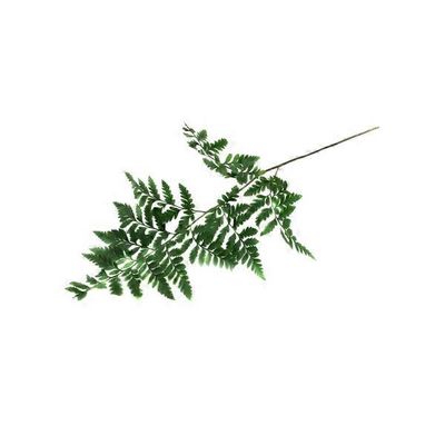 Leatherleaf Stem
