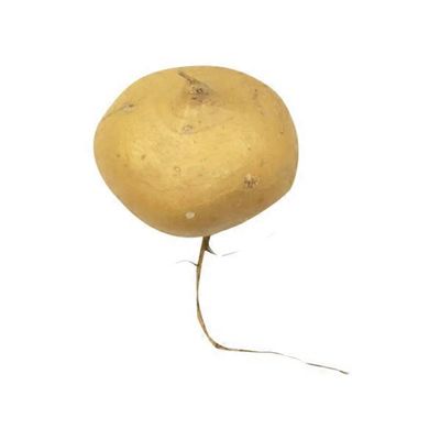 Jicama