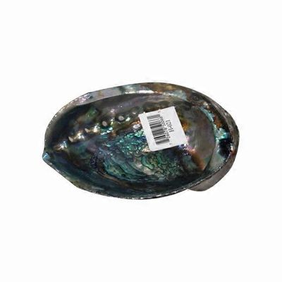 Windrose Large Abalone Shell